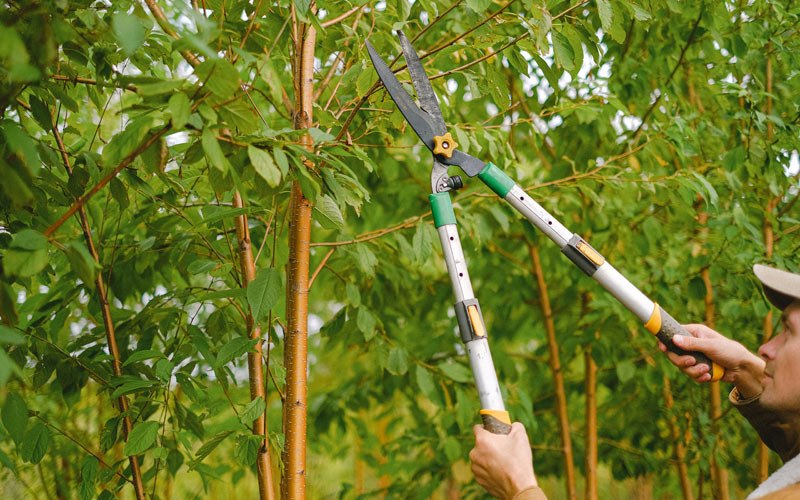 Tree trimming in Midvale, ID